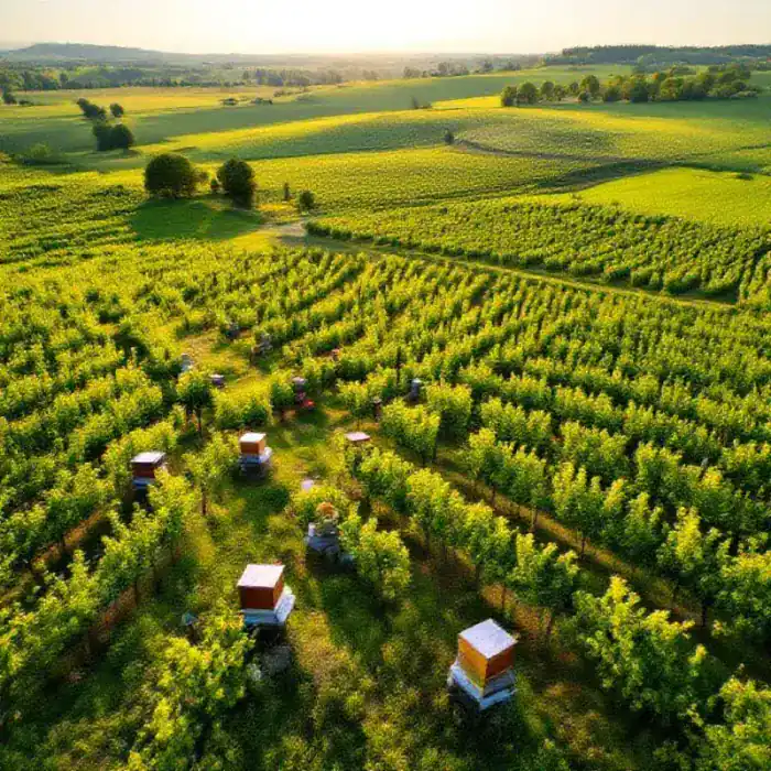 Aerial drone view of sustainable biodynamic vineyard in Champagne with