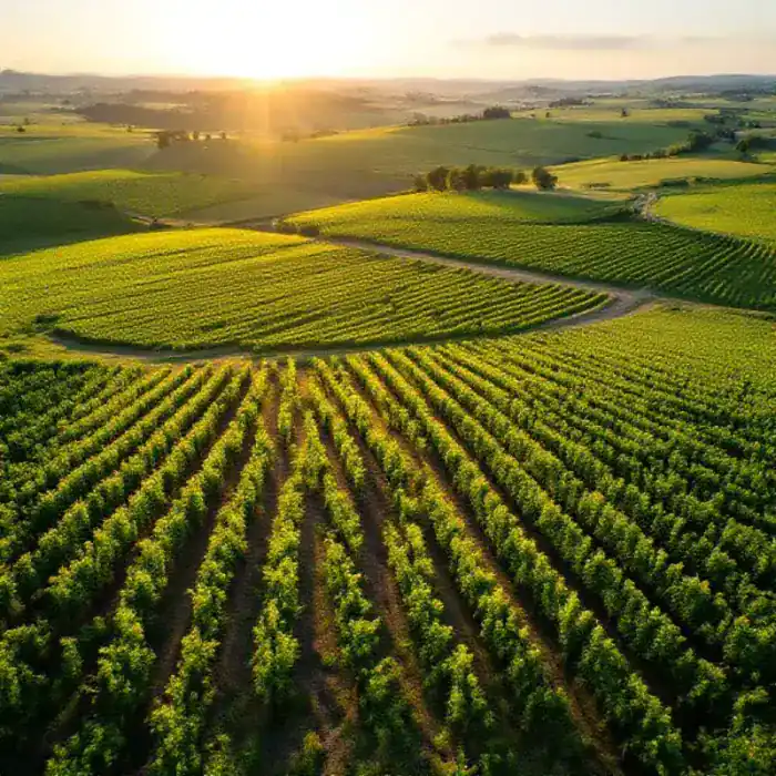 Aerial view of a Champagne vineyard with precise parcel geometry