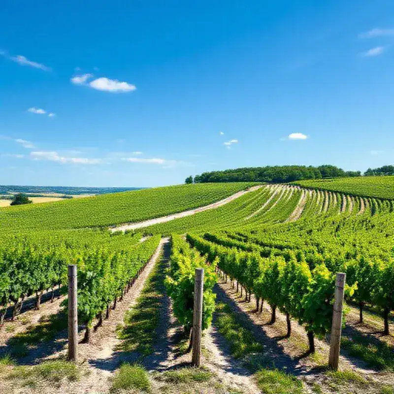 Côte des Blancs vineyard panorama
